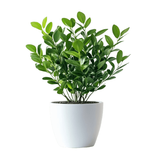 Favourite plant